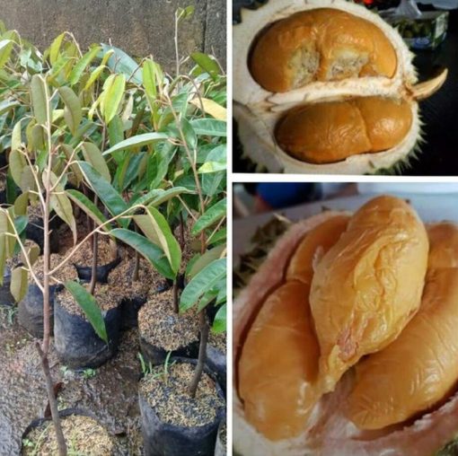 bibit durian duri hitam oche okulasi terbaik Jawa Barat