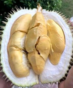 beli 2 gratis 1 bibit durian bawor kaki 3 super bisa ditanam dalam pot Kalimantan Timur
