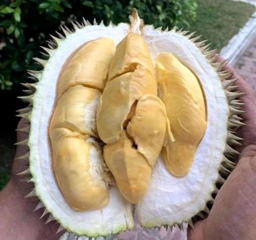 beli 2 gratis 1 bibit durian bawor kaki 3 super bisa ditanam dalam pot Kalimantan Timur