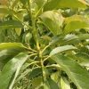 bibit alpukat miki tinggi 1 meter up Lampung