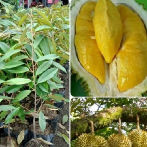 bibit buah durian monthong tinggi 1 meter bbibit durian montong cepat berbuah Padangpanjang