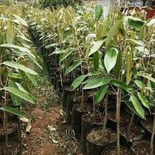 bibit buah durian monthong tinggi 1 meter bbibit durian montong cepat berbuah Bandar Lampung