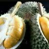 bibit durian duri hitam Jawa Barat
