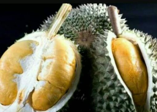 bibit durian duri hitam Jawa Barat