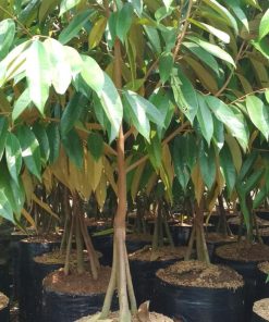 bibit pohon durian musang king super kaki 3 1 5 meter batang besar Riau
