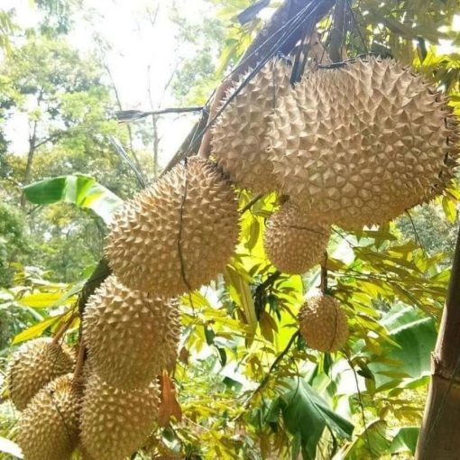 bibit durian musangking kaki 3 asli hasil okulasi Bangka Belitung