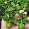 bibit jeruk tongheng sudah berbuah bibit buah jeruk tongheng super manis Kediri