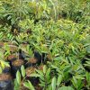 bibit durian duri hitam okulasi berkualitas Sulawesi Tenggara