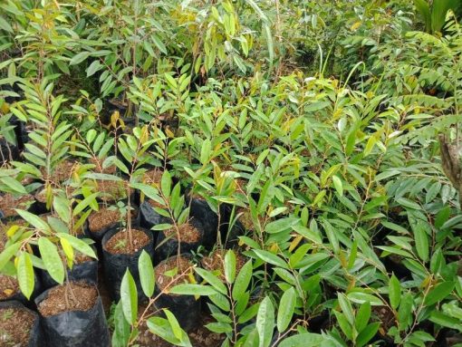 bibit durian duri hitam okulasi berkualitas Sulawesi Tenggara