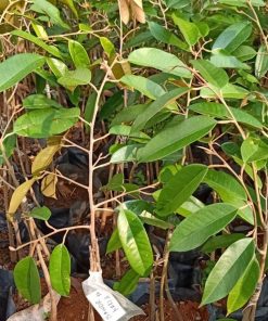 bibit durian bawor unggul murah Tanjungbalai