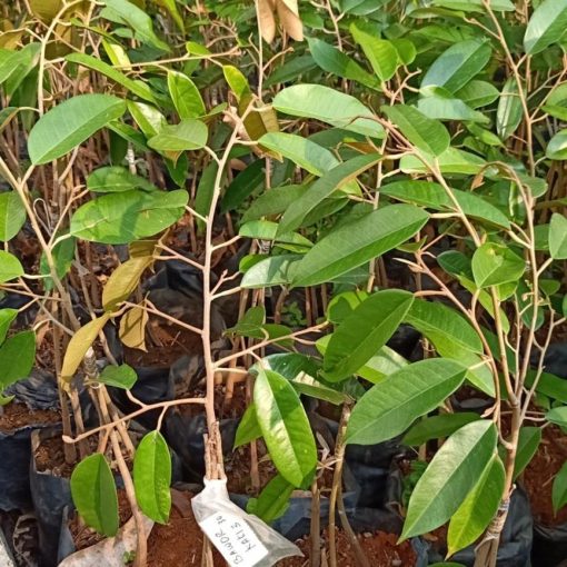 bibit durian bawor unggul murah Tanjungbalai