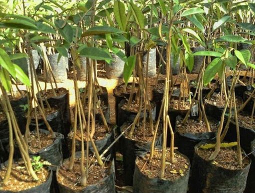 bibit durian bawor unggul murah Lhokseumawe