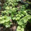 Grosir Bibit Buah Red Anggur Ninel Import Kepulauan Riau