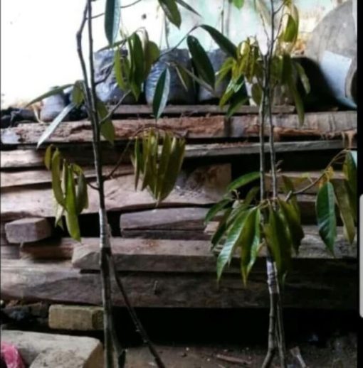 discount bibit pohon durian musangking kaki 3 tinggi 1 meter pohon duren buah d Jawa Barat
