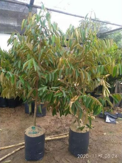 bibit tanaman durian okulasi ukuran 1 meter up Sulawesi Utara