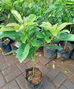 bibit tanaman pohon buah alpukat aligator mentega jumbo markus kualitas super Kalimantan Tengah