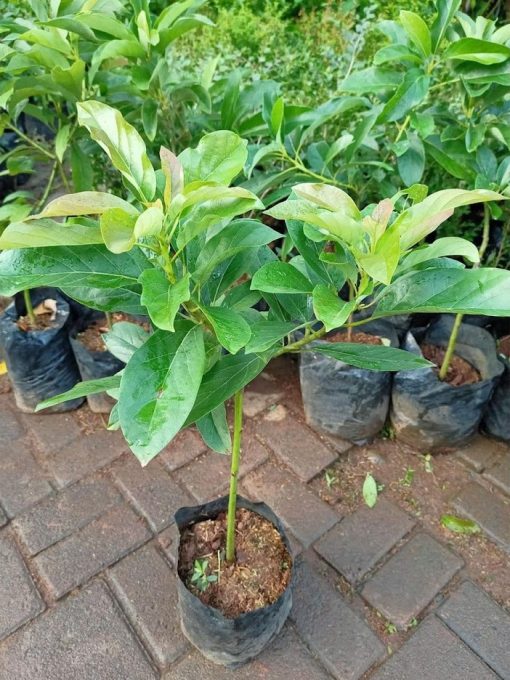 bibit tanaman pohon buah alpukat aligator mentega jumbo markus kualitas super Kalimantan Tengah