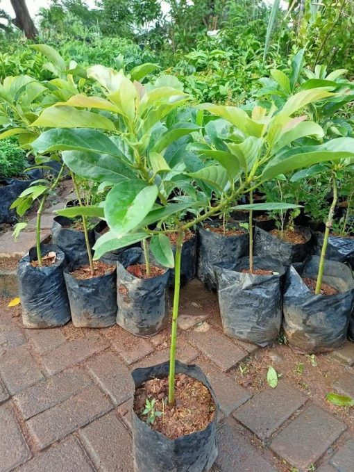 bibit tanaman pohon buah alpukat aligator mentega jumbo markus kualitas super Jawa Barat