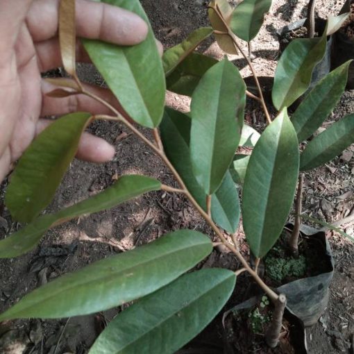 bibit durian montong bisa tabulampot Sumatra Barat