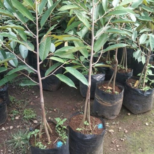 diskon bibit pohon durian tinggi 1 meter tanaman buah duren kaki 3 musangking berkualitas Lampung