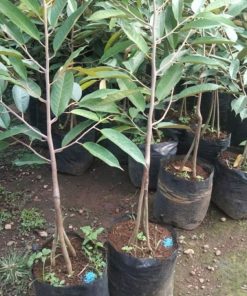 diskon bibit pohon durian tinggi 1 meter tanaman buah duren kaki 3 musangking berkualitas Jakarta