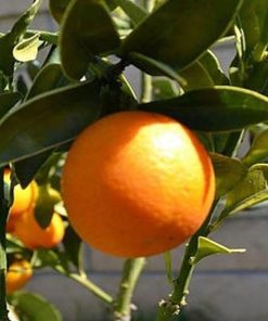 bibit tanaman buah jeruk tongheng tinggi 40 cm Kotamobagu