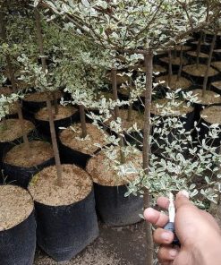 bibit tanaman pohon ketapang kencana varigata ketepeng variegata 1 meter Banda Aceh