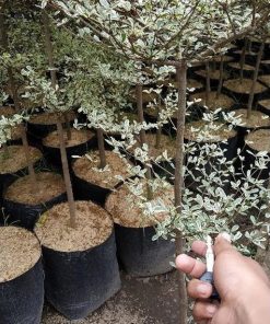 bibit tanaman pohon ketapang kencana varigata ketepeng variegata 1 meter Kalimantan Barat