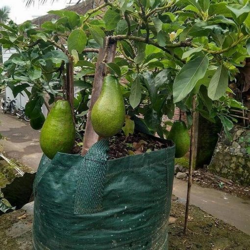 bibit buah alpukat yamagata unggulan tinggi 1 meter siap berbuah Sulawesi Utara