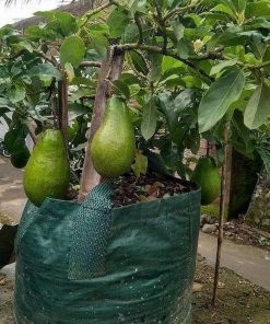 promo bibit buah alpukat yamagata unggulan tinggi 1 meter siap berbuah non Kupang