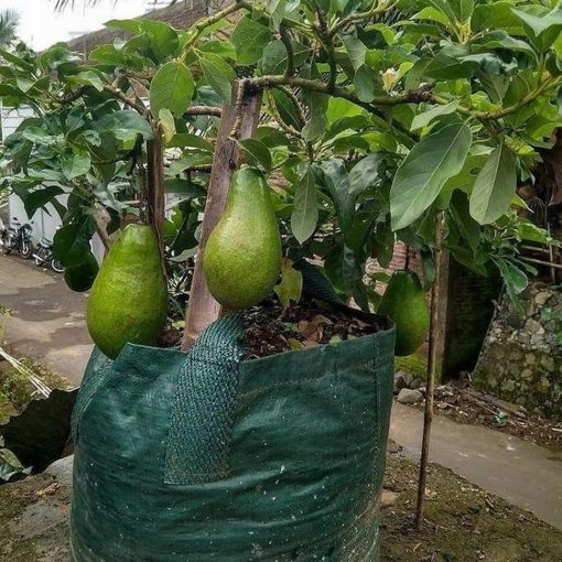 promo bibit buah alpukat yamagata unggulan tinggi 1 meter siap berbuah non Kupang