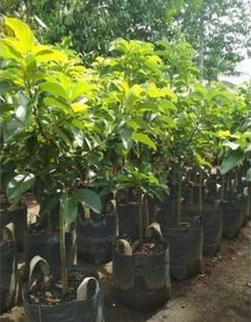 promo bibit buah alpukat yamagata unggulan tinggi 1 meter siap berbuah non Semarang