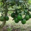bibit alpukat markus hasil okulasi ketinggian bibit 70 cm Sumatra Utara