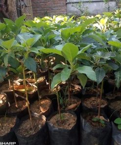 bibit buah alpukat markus okulasi cepat berbuah Sulawesi Selatan