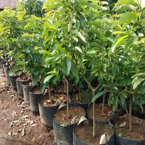 bibit buah alpukat mentega tinggi 1 meter bibit super siap berbuah Bandung