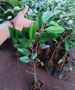 bibit durian montong kaki 3 hasil okulasi cepat berbuah Jawa Tengah