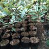 Bibit Durian Bawor kaki 3 Jawa Tengah