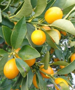 bibit buah jeruk tongheng kondisi berbuah Pontianak