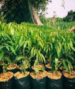 tanaman pohon glodok termurah Sumatra Barat