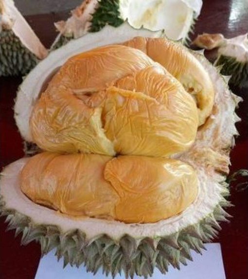 durian duri hitam 3 kaki Kalimantan Tengah