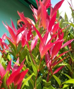bibit tanaman hias pucuk merah 20 cm Surabaya