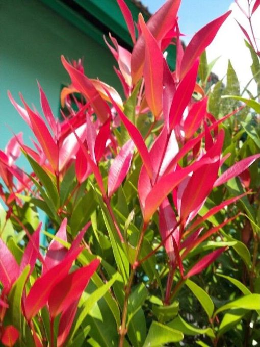 bibit tanaman hias pucuk merah 20 cm Surabaya