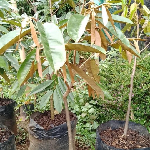bibit pohon buah durian lay lai tinggi 1 meter okulasi Sulawesi Utara