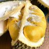 bibit durian musangking hasil okulasi Jambi