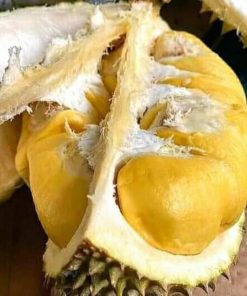bibit durian musangking hasil okulasi Jambi