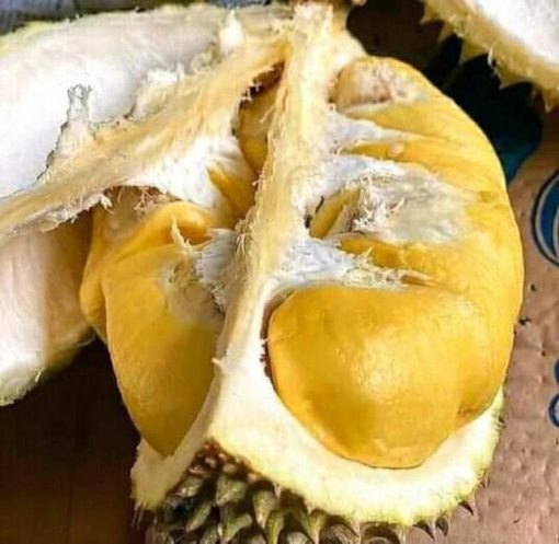 bibit durian musangking hasil okulasi Jambi