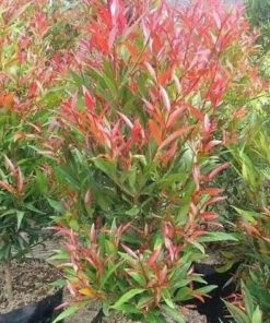 bibit tanaman hias pucuk merah Jawa Timur