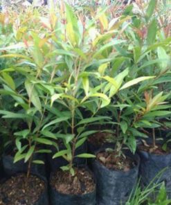 bibit tanaman hias pucuk merah Sulawesi Utara