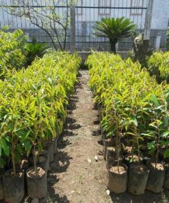 bibit tanaman buah durian duri hitam Banten