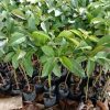 bibit alpukat markus Magelang
